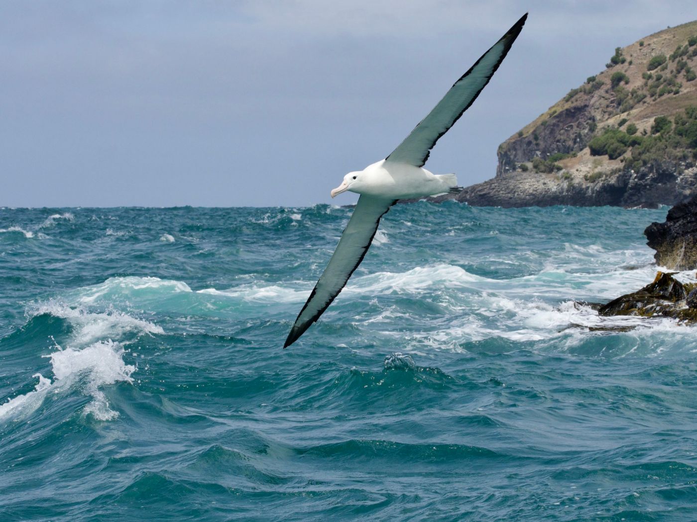 Northern Royal Albatross at Taiaroa Head
