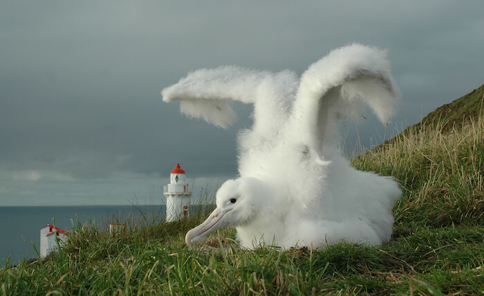 Albatross Chick