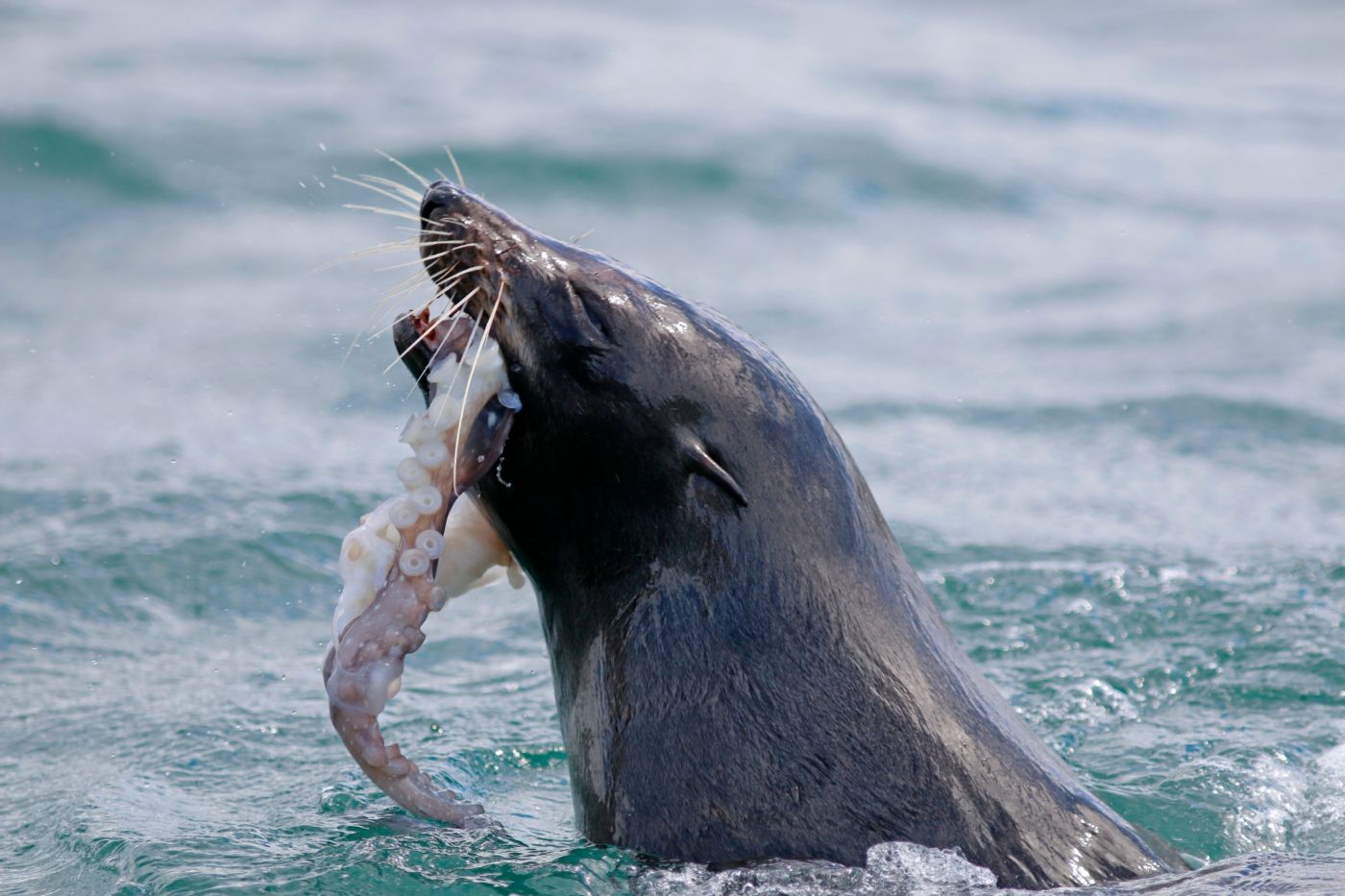 Passenger Photo Seal