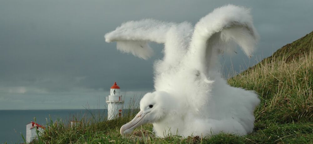 Albatross Chick