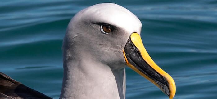 Albatross