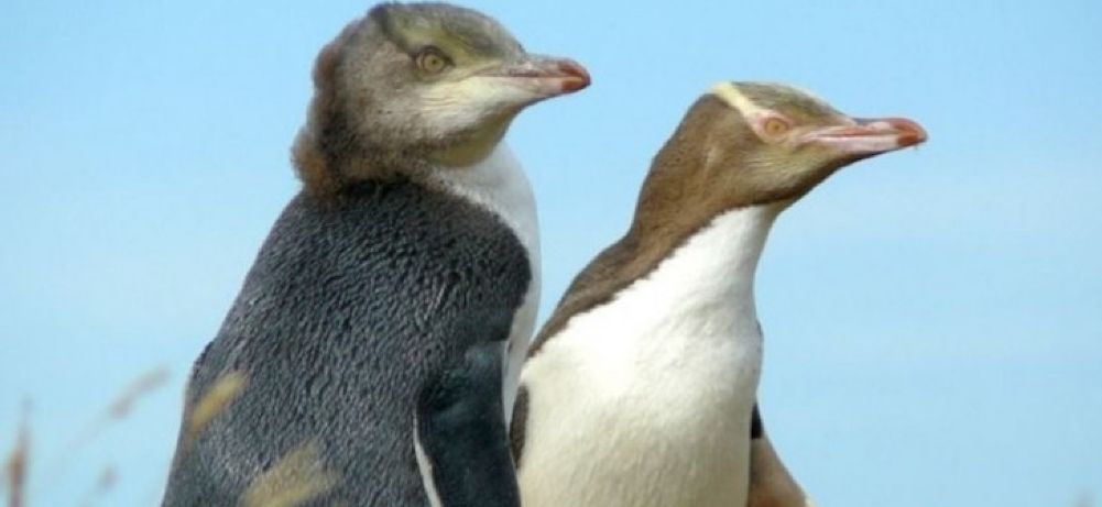 Yellow Eyed Penguins